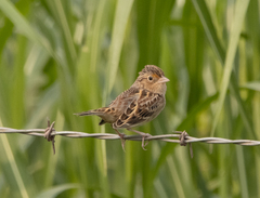 Ammodramus savannarum