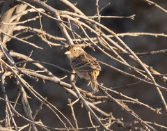 Ammodramus savannarum