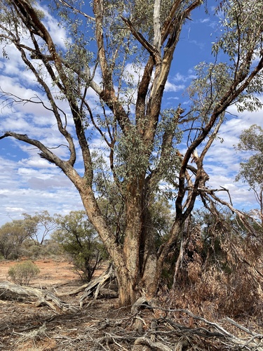 Eucalyptus striaticalyx, 2022-09-12