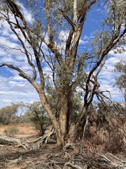 Eucalyptus striaticalyx