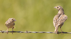 Ammodramus savannarum