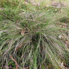 Rytidosperma