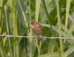 Ammodramus savannarum