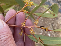 Eucalyptus striaticalyx