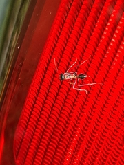Myrmecia nigrocincta