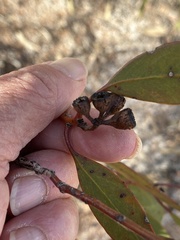 Eucalyptus striaticalyx