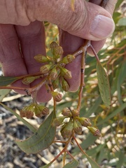 Eucalyptus striaticalyx