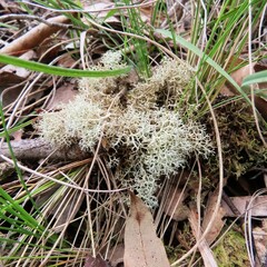 Cladonia confusa
