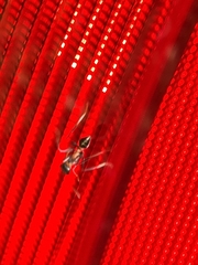 Myrmecia nigrocincta