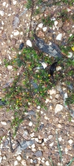 Pultenaea pedunculata