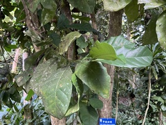 Coffea canephora