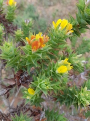 Aspalathus cordata