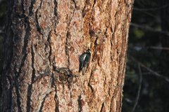 Sphyrapicus thyroideus