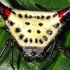 Macracantha arcuata