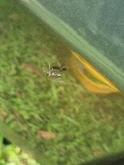 Myrmecia nigrocincta