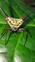 Macracantha arcuata