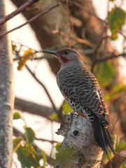 Colaptes auratus luteus × cafer