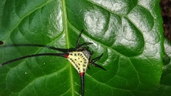 Macracantha arcuata