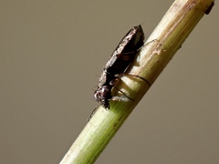 Scopodes