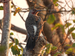 Colaptes auratus luteus × cafer