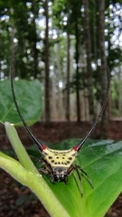 Macracantha arcuata