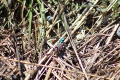 Cicindela splendida