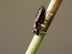 Scopodes