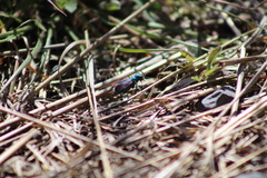 Cicindela splendida