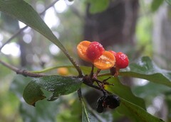 Pittosporum ferrugineum