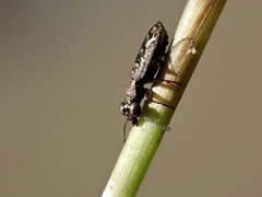Scopodes