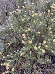 Petrophile brevifolia