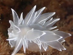 Dirona albolineata