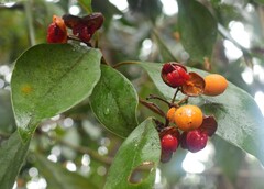 Pittosporum ferrugineum
