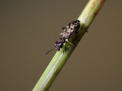 Scopodes