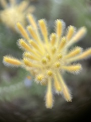 Petrophile brevifolia