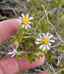 Olearia