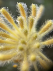 Petrophile brevifolia