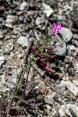 Saltugilia splendens