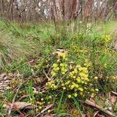 Acacia aculeatissima