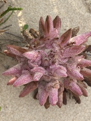 Hyobanche robusta