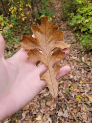 Quercus macrocarpa