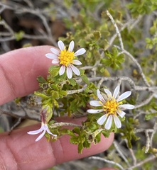 Olearia