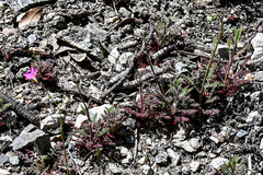 Saltugilia splendens