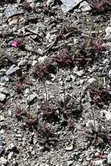 Saltugilia splendens