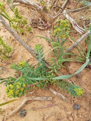 Euphorbia genistoides