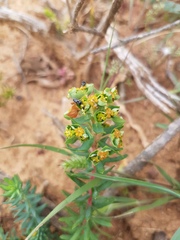 Euphorbia genistoides