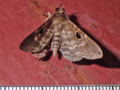Image of Ocalaria pavo