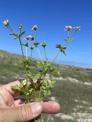 Coreocarpus parthenioides parthenioides