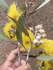 Eucalyptus woodwardii