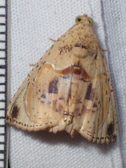 Eulepidotis osseata